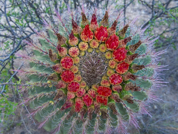 Kaktusblüten — Stockfoto