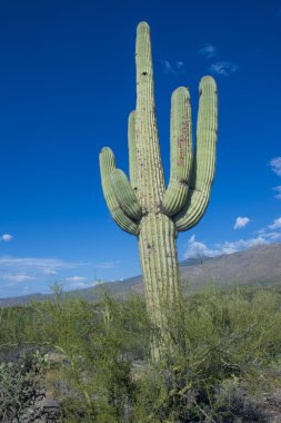saguaro kaktüsü