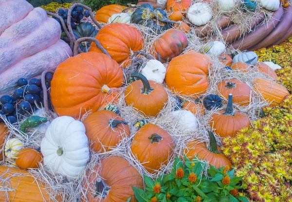 Pompoenen — Stockfoto