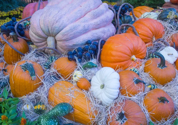 Pumpkins — Stock Photo, Image