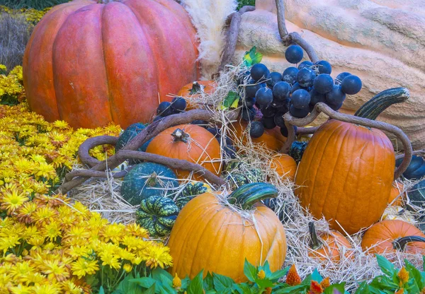 Pumpkins — Stock Photo, Image