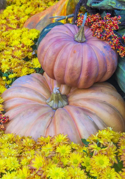 Pumpkins — Stock Photo, Image