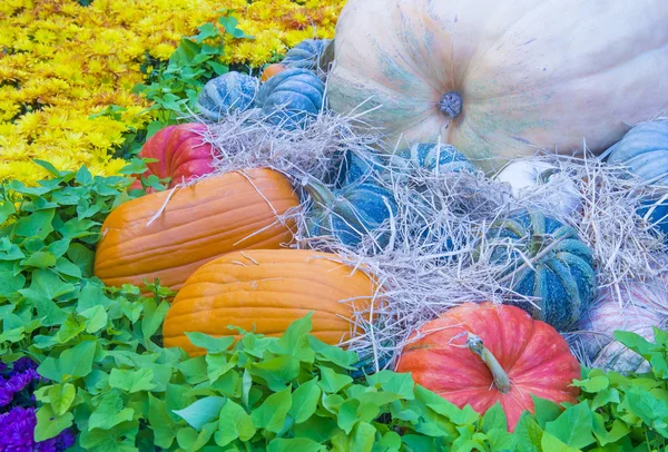 Pompoenen — Stockfoto