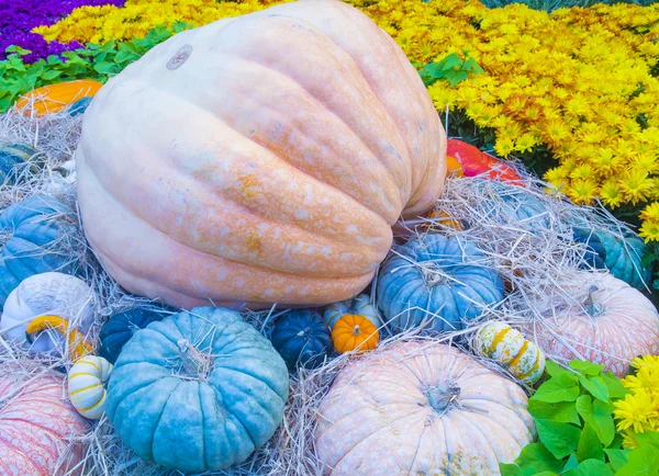 Pumpkins — Stock Photo, Image