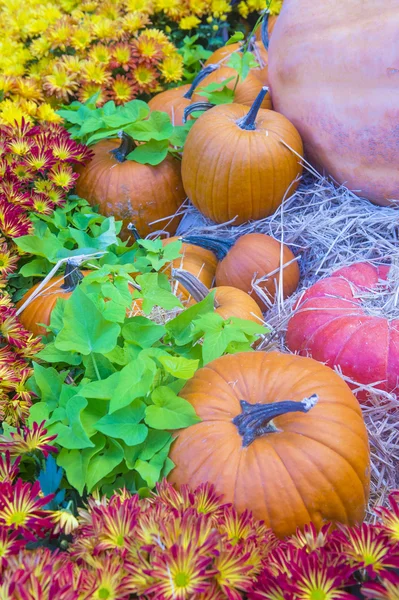 Pompoenen — Stockfoto