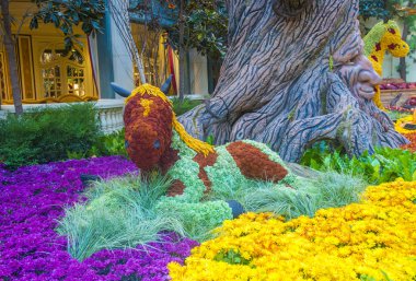 Bellagio Hotel Konservatuarı ve Botanik Bahçeleri