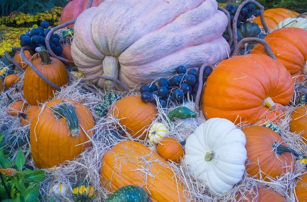 Citrouilles — Photo