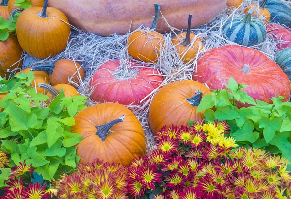 Pumpkins — Stock Photo, Image