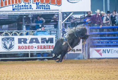 Clark county Fuar ve rodeo