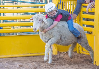 Mutton Busting clipart