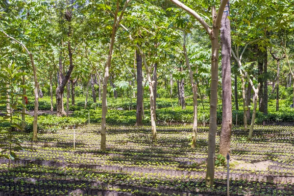 Guatemala coffee plantation — Stock Fotó