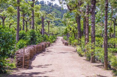 Guatemala kahve saç ekimi