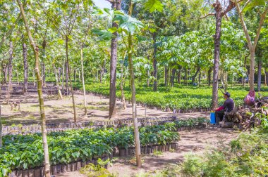 Guatemala kahve saç ekimi