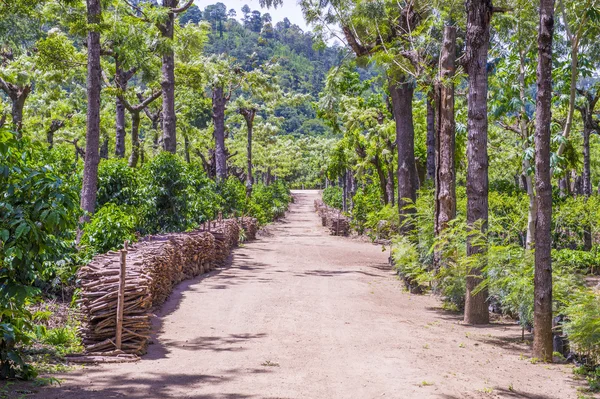 危地马拉咖啡种植园 — 图库照片