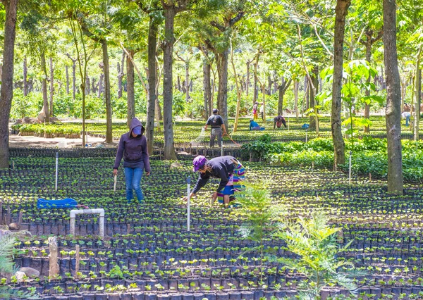 Guatemala kahve saç ekimi