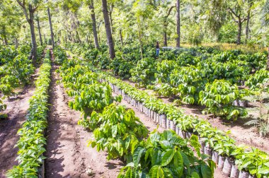 Guatemala kahve saç ekimi