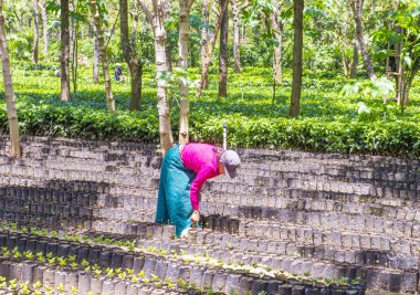 Guatemala kahve saç ekimi