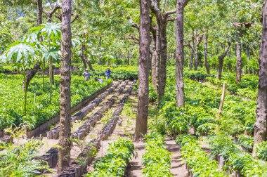 Guatemala kahve saç ekimi