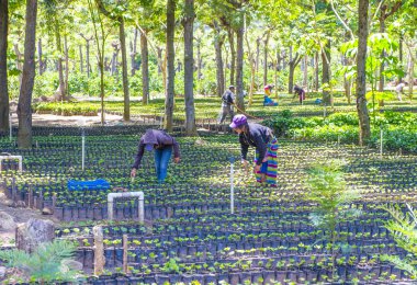Guatemala kahve saç ekimi