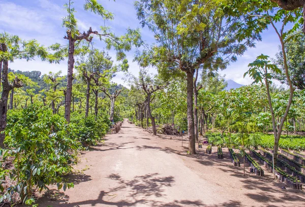 危地马拉咖啡种植园 — 图库照片