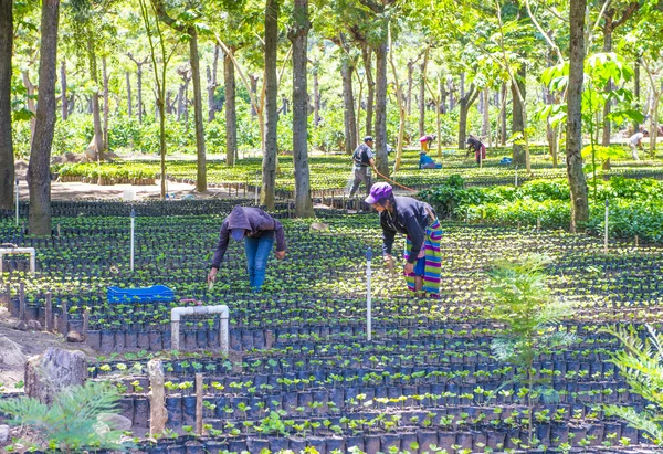 Guatemalské kávové plantáže — Stock fotografie