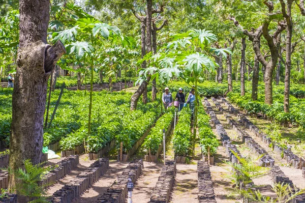 Guatemala coffee plantation — Stock Fotó