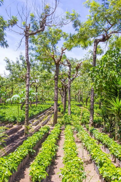 Guatemala plantación de café — Foto de Stock