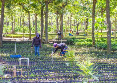 Guatemala kahve saç ekimi