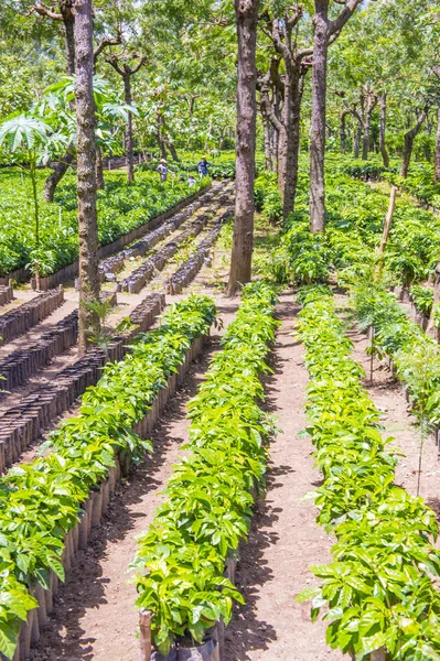 Guatemalské kávové plantáže — Stock fotografie