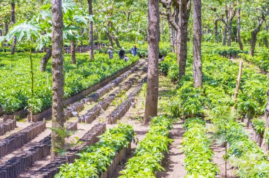 Guatemala kahve saç ekimi