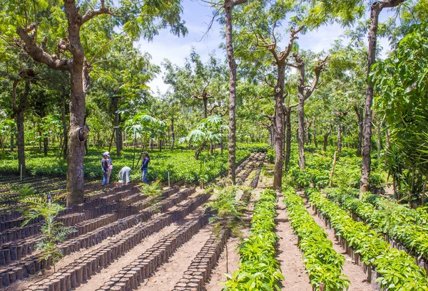 Guatemala kahve saç ekimi