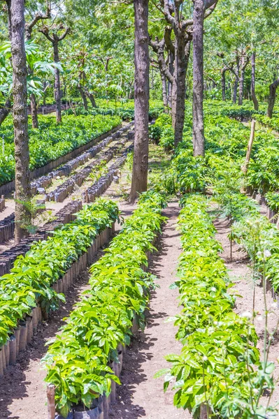 Guatemala kahve saç ekimi