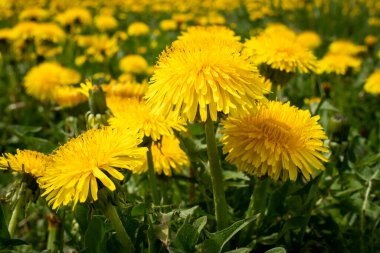 Çiçek açan bir grup karahindiba otlakta