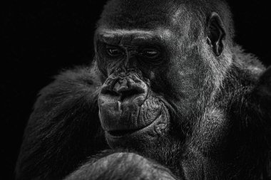 Bir gorilin portresi, siyah bir arka planda kafanın yakın çekimi.