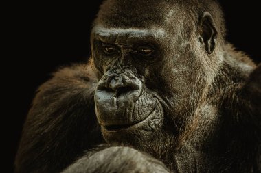 Gorila 'nın portresi, siyah arka taraftaki baş ayrıntıları.