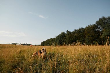 Doğada koşan sevimli köpek.