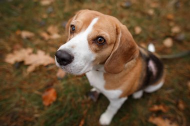 Sonbahar ormanında yürüyüşe çıkmış sevimli bir av köpeği.