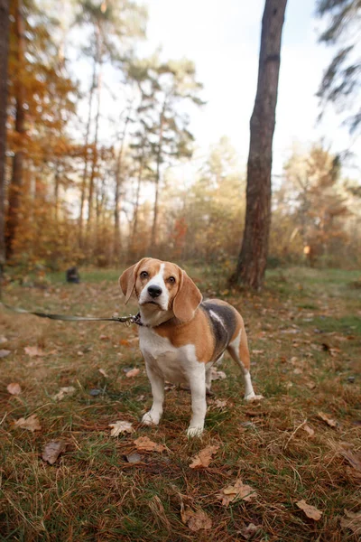 Милий Бігль Собака Прогулянці Осінньому Лісі — стокове фото