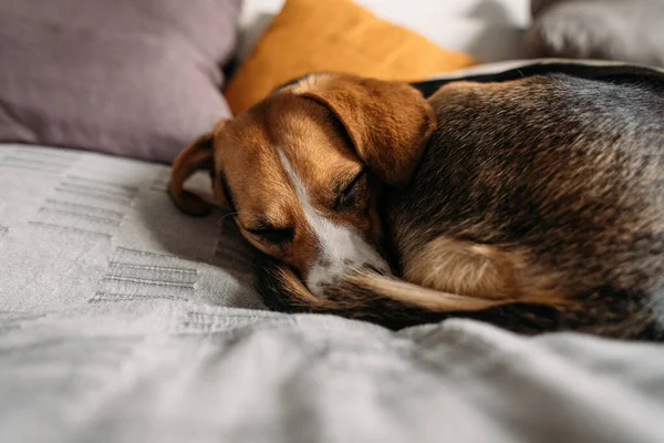 Милий Бігль Собака Спить Спальні Ліжку — стокове фото