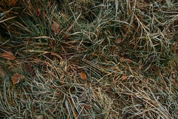 Feuilles Herbe Congelées Recouvertes Cristaux Glace — Photo