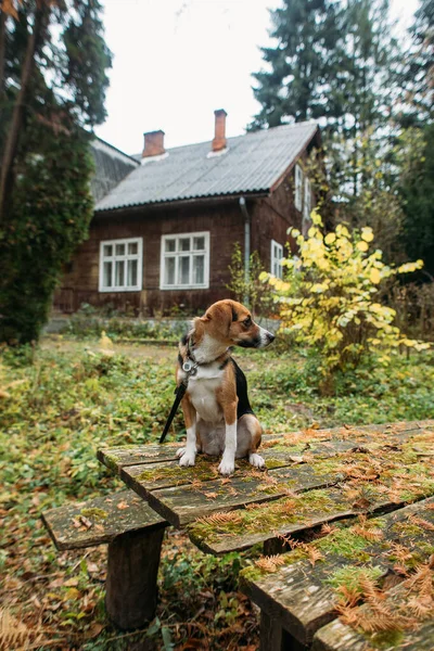 Милий Собака Сидить Лісі Біля Старого Будинку — стокове фото