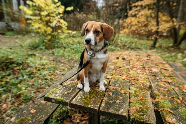 Şirin Köpek Eski Evin Yakınındaki Ormanda Oturuyor — Stok fotoğraf