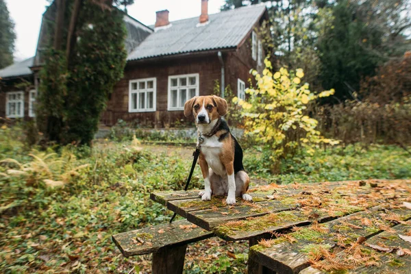 Милий Собака Сидить Лісі Біля Старого Будинку — стокове фото