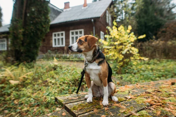 Милий Собака Сидить Лісі Біля Старого Будинку — стокове фото