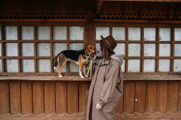 エストニア人の猟犬を持つ若いスタイリッシュな女性 — ストック写真