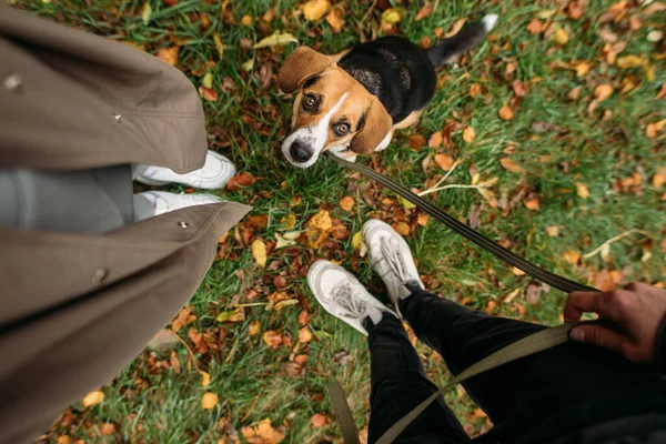 Söt Estnisk Hund Hösten Naturen — Stockfoto