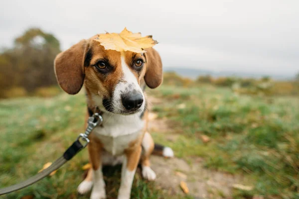 Милий Естонський Собака Восени Природі — стокове фото