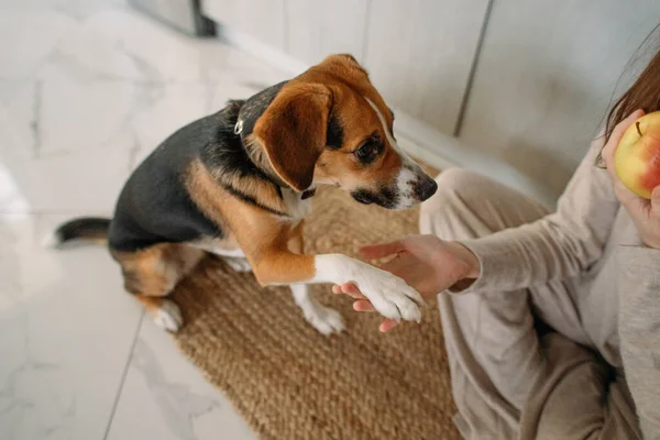 Young Woman Spends Time Dog Cozy Kitchen — Stock Photo, Image