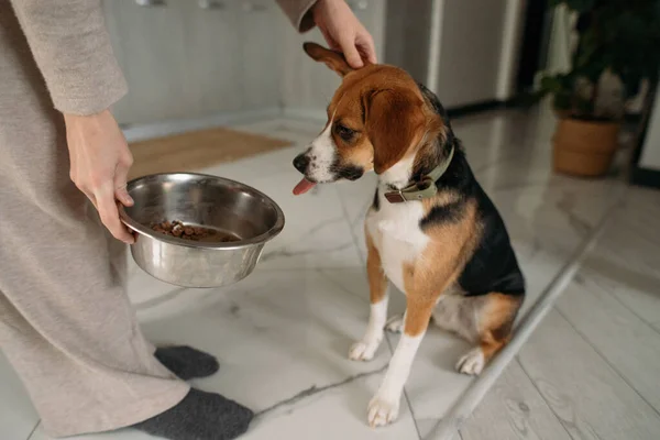 Jovem Mulher Alimentando Cão Cozinha — Fotografia de Stock