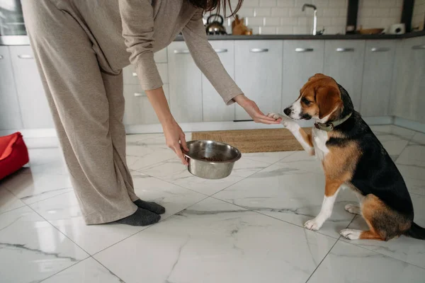 young woman feeding a dog in the kitchen